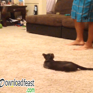 funny-scared-cat.gif