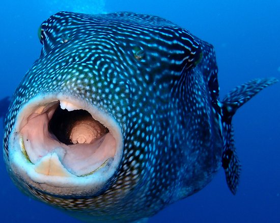 puffer-fish-with-parasite.jpg