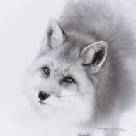 SilverFox