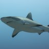 Hammerhead-Shark